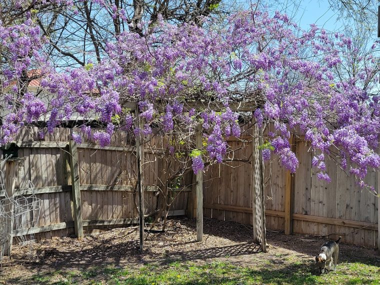 backyard picture 2